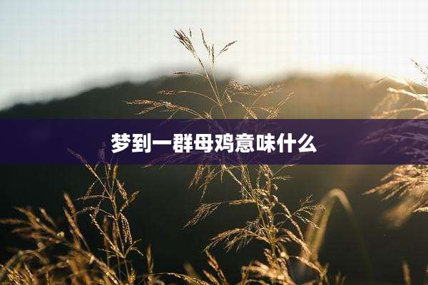 梦到一群母鸡意味什么