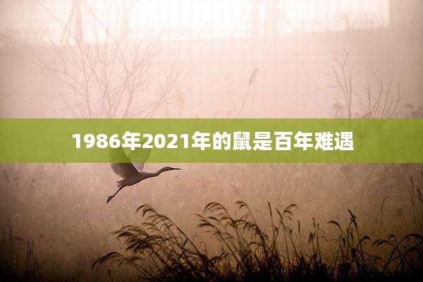 1986年2021年的鼠是百年难遇