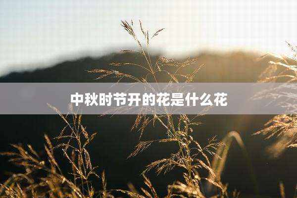 中秋时节开的花是什么花