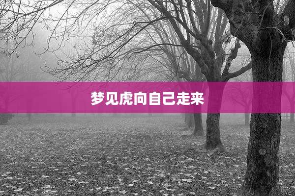 梦见虎向自己走来