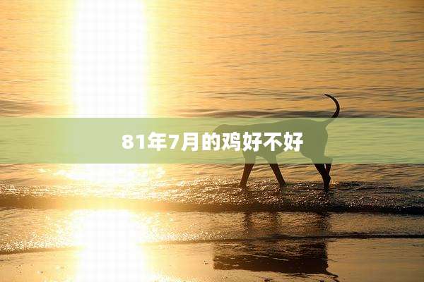 81年7月的鸡好不好