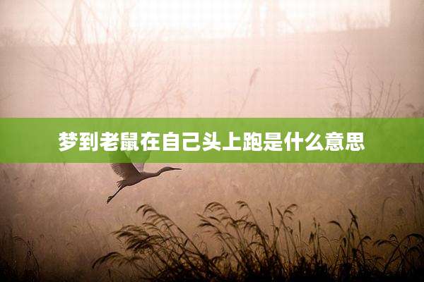 梦到老鼠在自己头上跑是什么意思