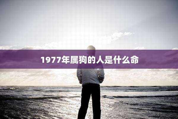 1977年属狗的人是什么命