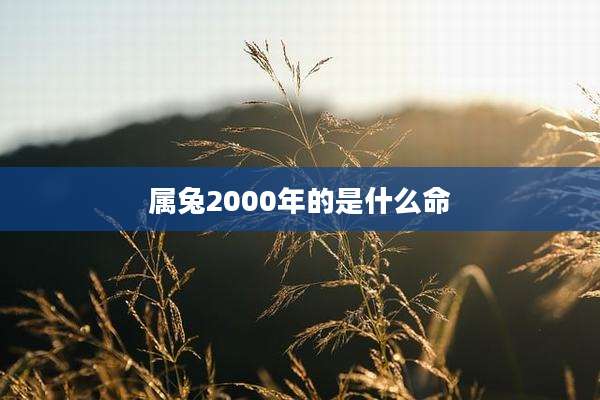 属兔2000年的是什么命