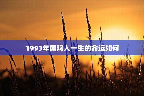 1993年属鸡人一生的命运如何