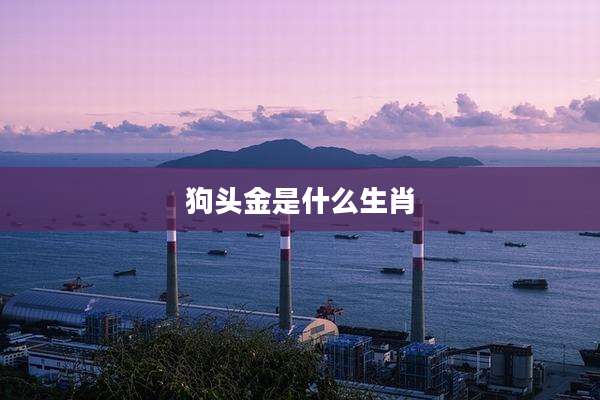 狗头金是什么生肖