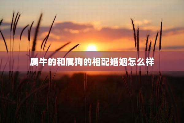属牛的和属狗的相配婚姻怎么样