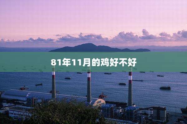 81年11月的鸡好不好