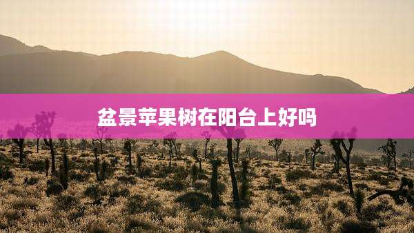 盆景苹果树在阳台上好吗