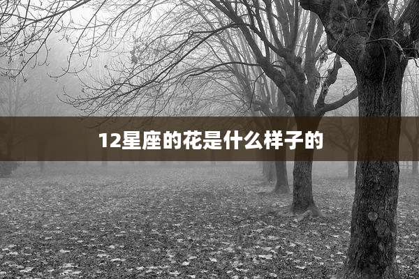 12星座的花是什么样子的