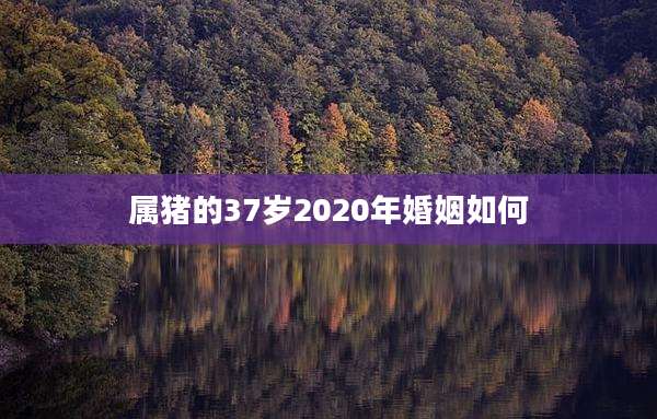 属猪的37岁2020年婚姻如何