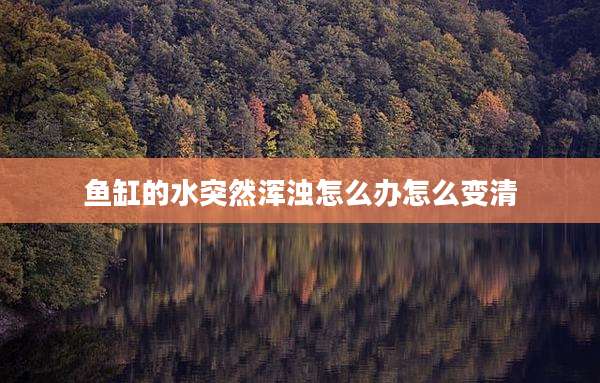 鱼缸的水突然浑浊怎么办怎么变清