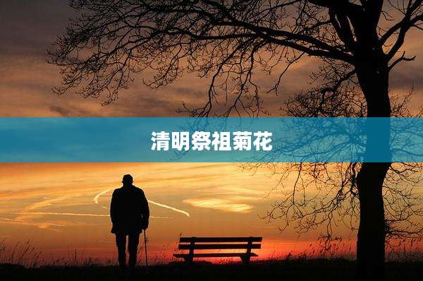 清明祭祖菊花