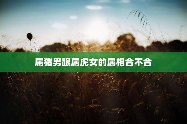 属猪男跟属虎女的属相合不合