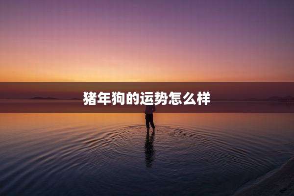 猪年狗的运势怎么样