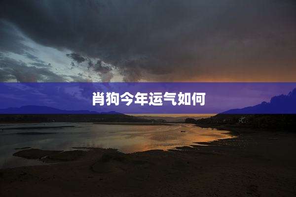 肖狗今年运气如何