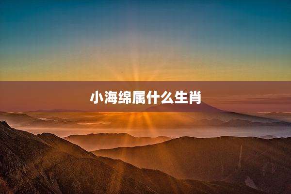小海绵属什么生肖