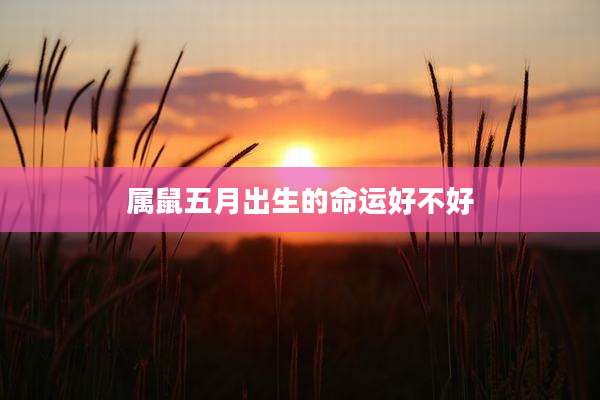 属鼠五月出生的命运好不好