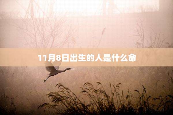 11月8日出生的人是什么命