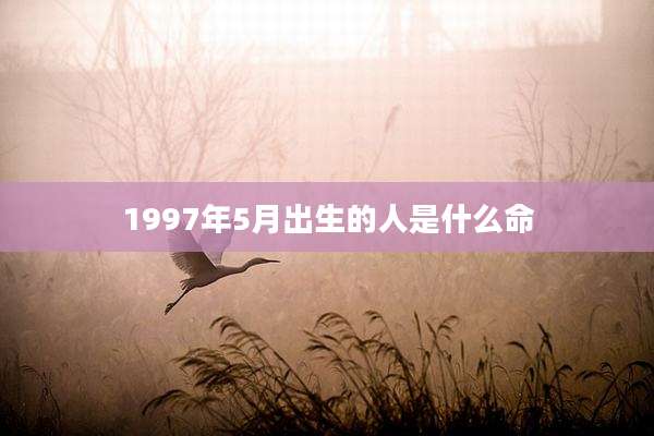 1997年5月出生的人是什么命