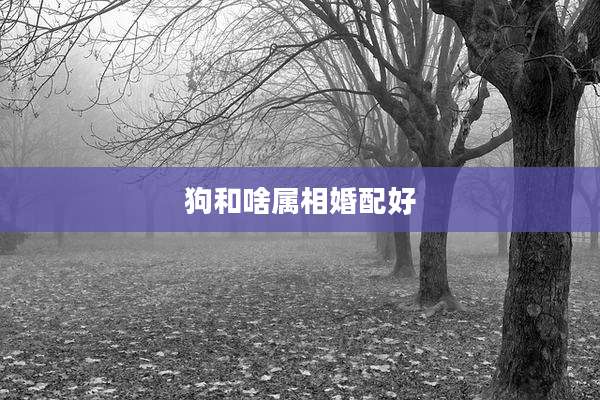 狗和啥属相婚配好