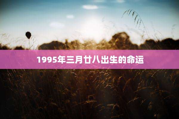 1995年三月廿八出生的命运