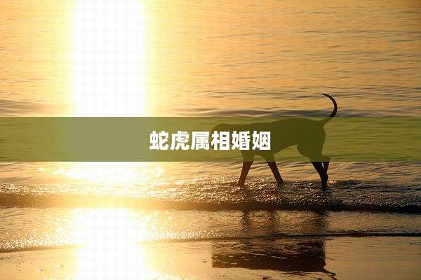 蛇虎属相婚姻