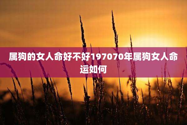 属狗的女人命好不好197070年属狗女人命运如何