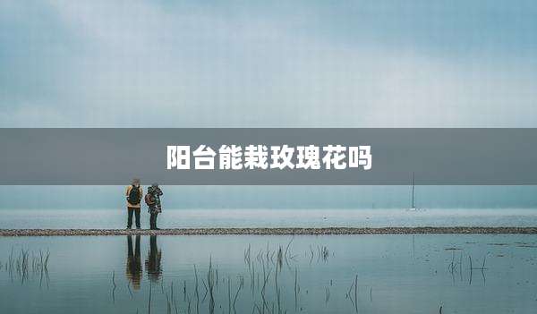 阳台能栽玫瑰花吗