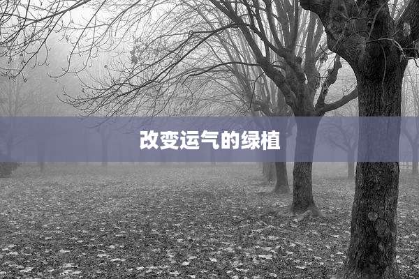 改变运气的绿植