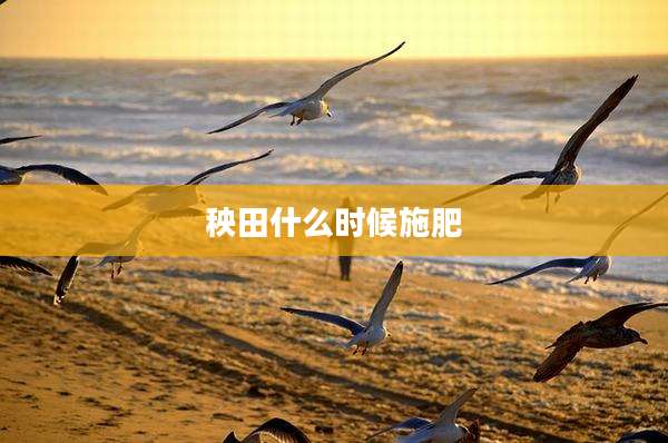 秧田什么时候施肥