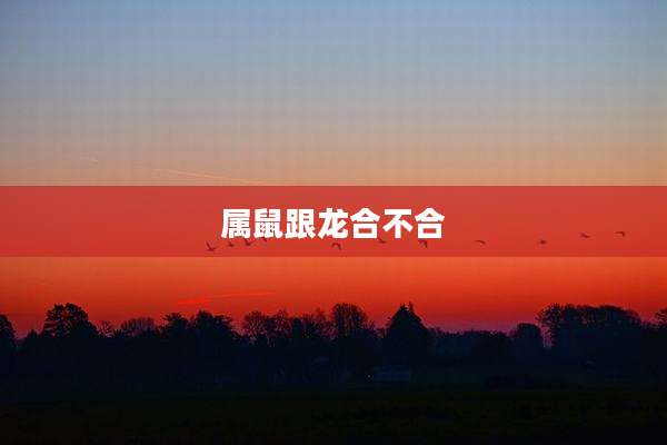 属鼠跟龙合不合