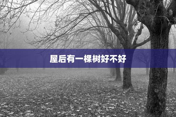 屋后有一棵树好不好