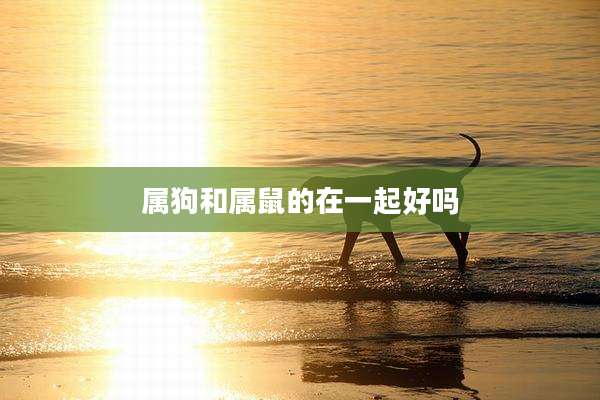 属狗和属鼠的在一起好吗