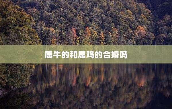 属牛的和属鸡的合婚吗
