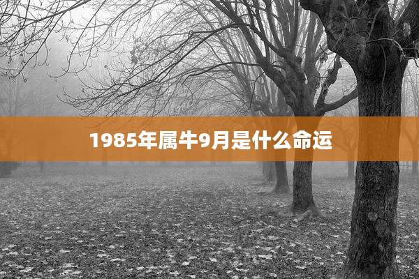 1985年属牛9月是什么命运