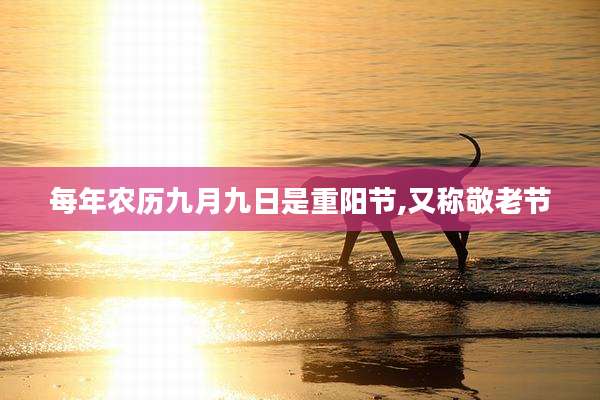 每年农历九月九日是重阳节,又称敬老节