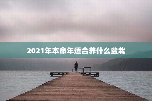 2021年本命年适合养什么盆栽