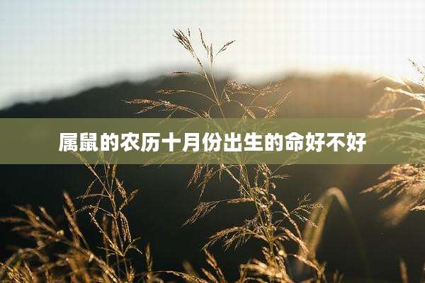 属鼠的农历十月份出生的命好不好