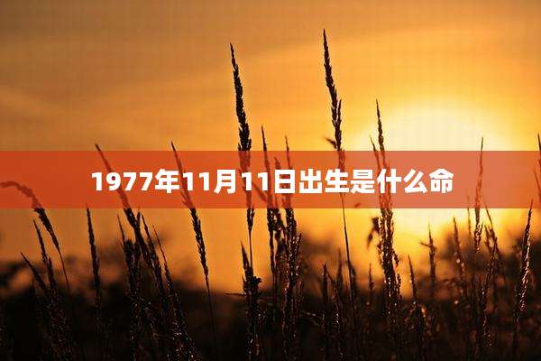1977年11月11日出生是什么命