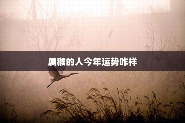 属猴的人今年运势咋样