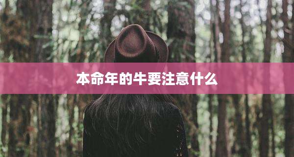 本命年的牛要注意什么