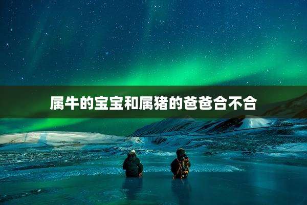 属牛的宝宝和属猪的爸爸合不合