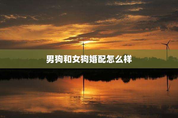 男狗和女狗婚配怎么样