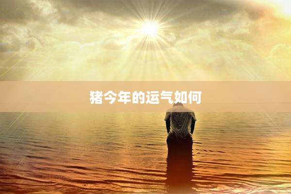 猪今年的运气如何