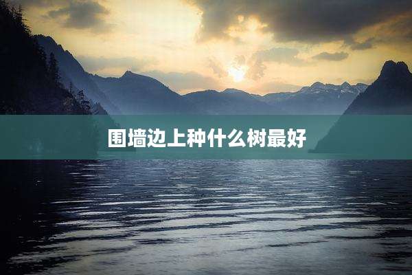 围墙边上种什么树最好