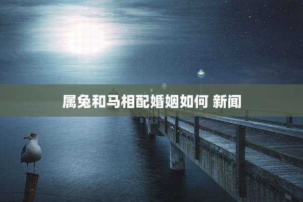 属兔和马相配婚姻如何 新闻
