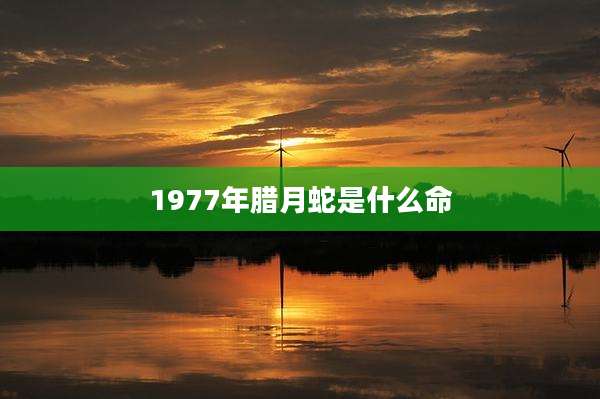 1977年腊月蛇是什么命