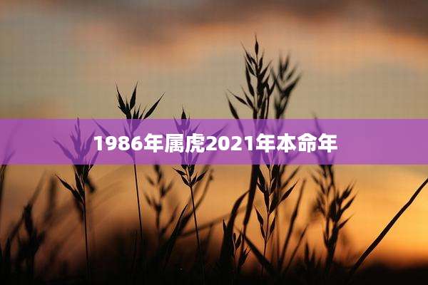 1986年属虎2021年本命年