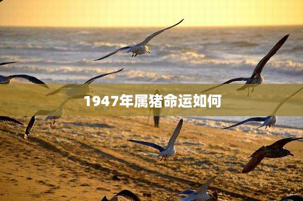 1947年属猪命运如何